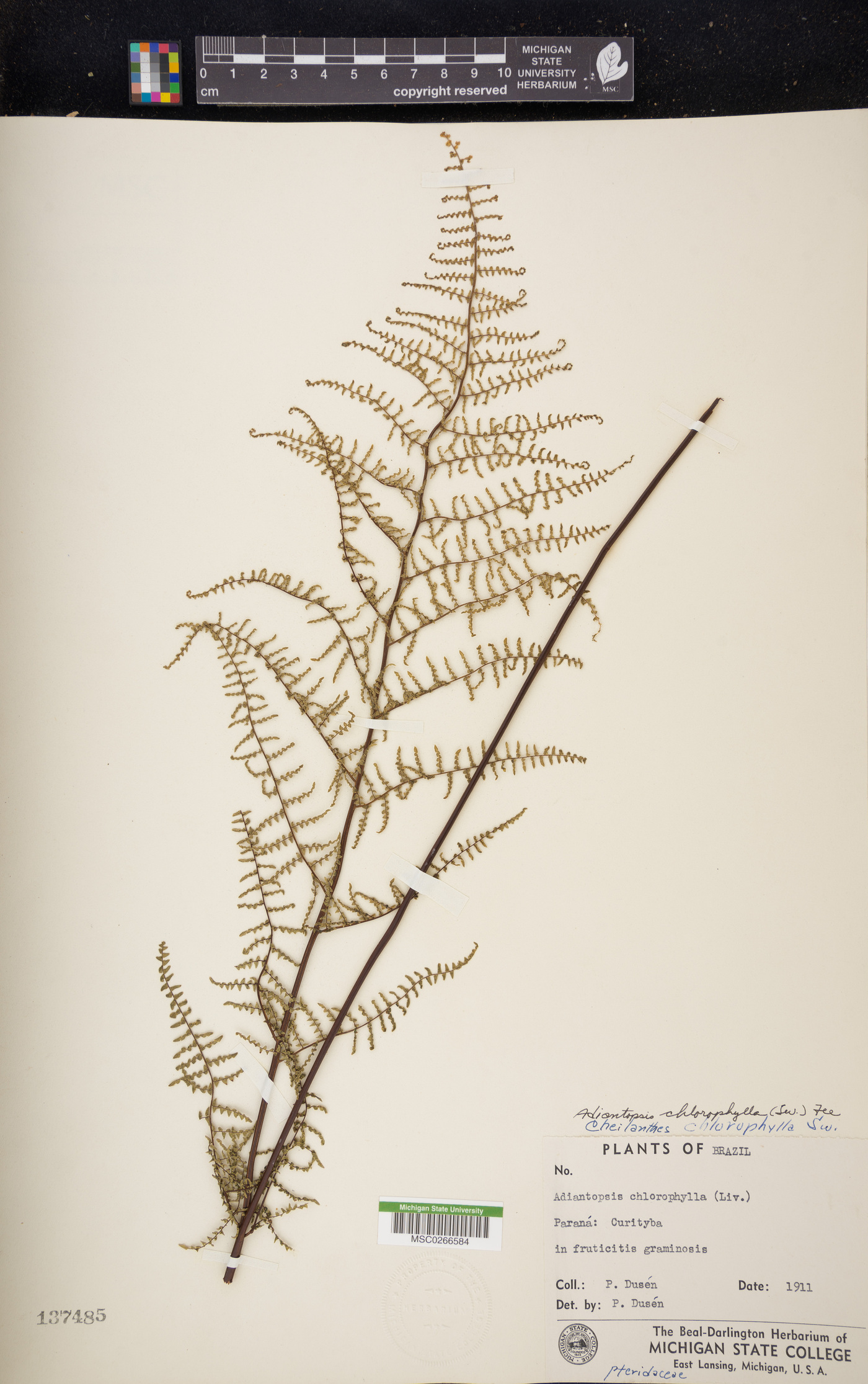 Adiantopsis chlorophylla image