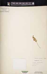 Myriopteris jamaicensis image