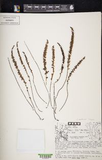 Cheilanthes mathewsii image