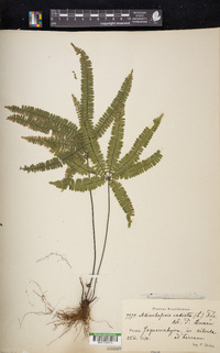 Adiantopsis radiata image