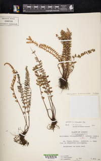 Notholaena trichomanoides image