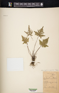 Aleuritopteris argentea image