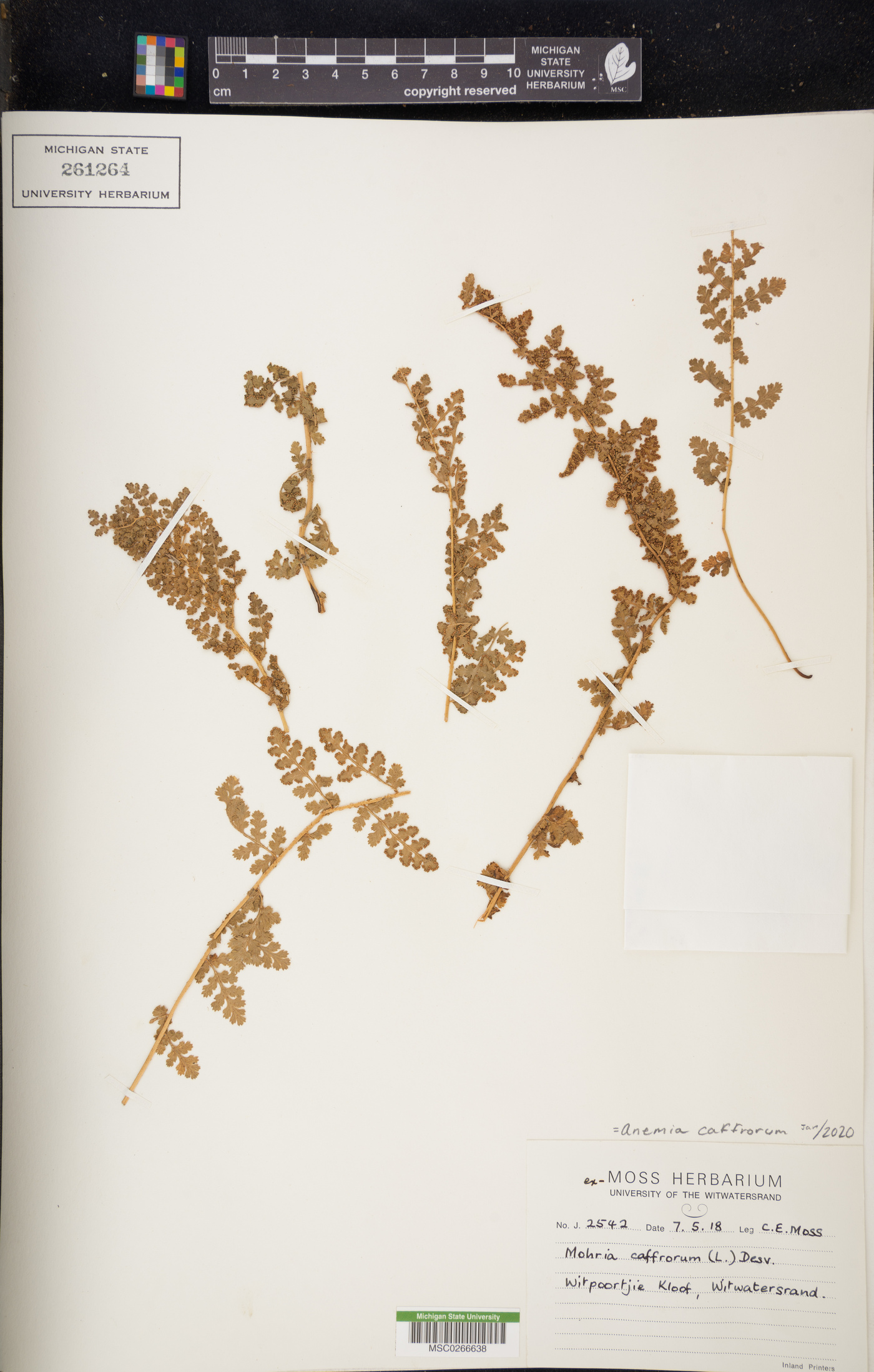 Anemia caffrorum image