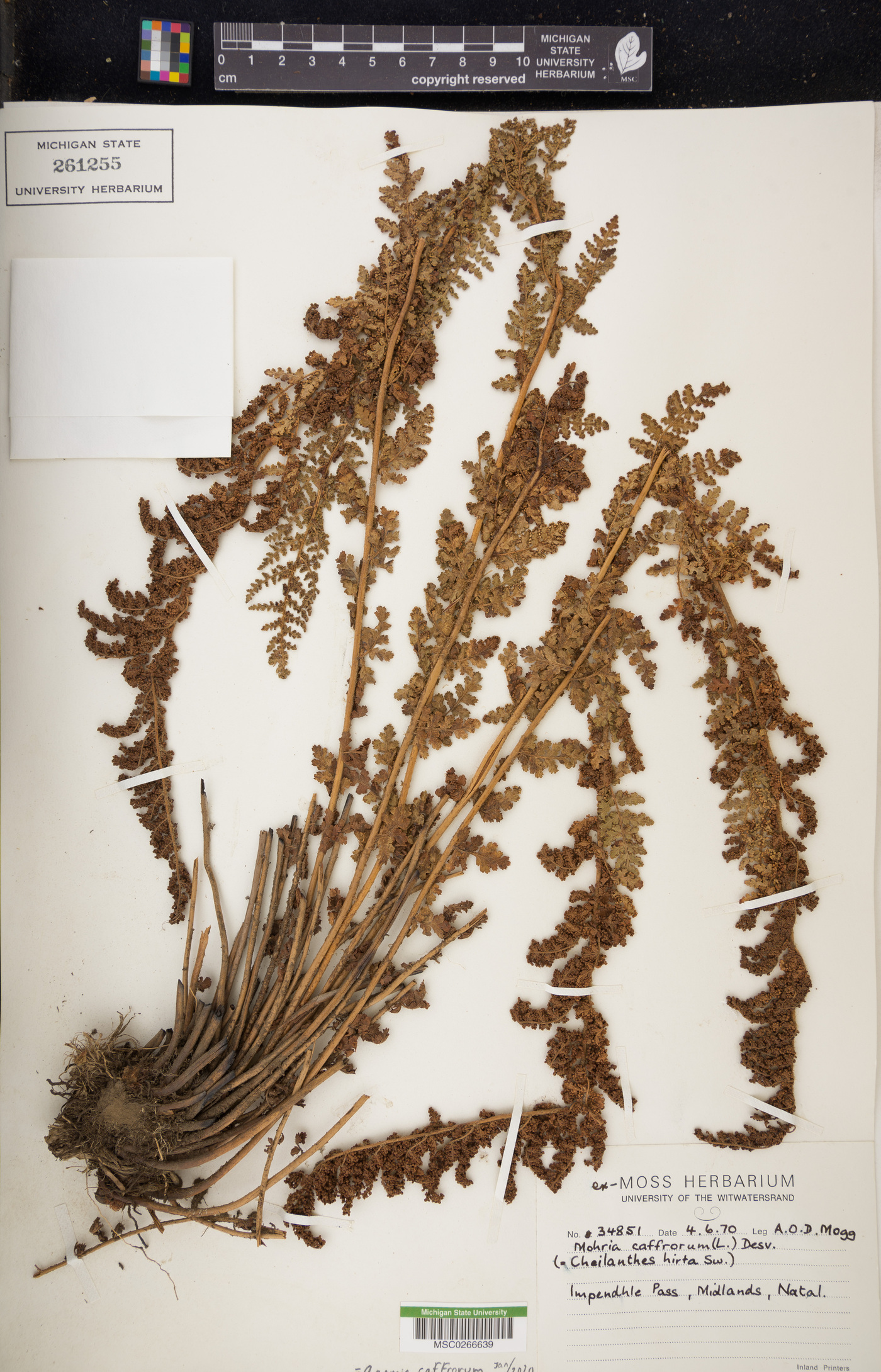 Anemia caffrorum image