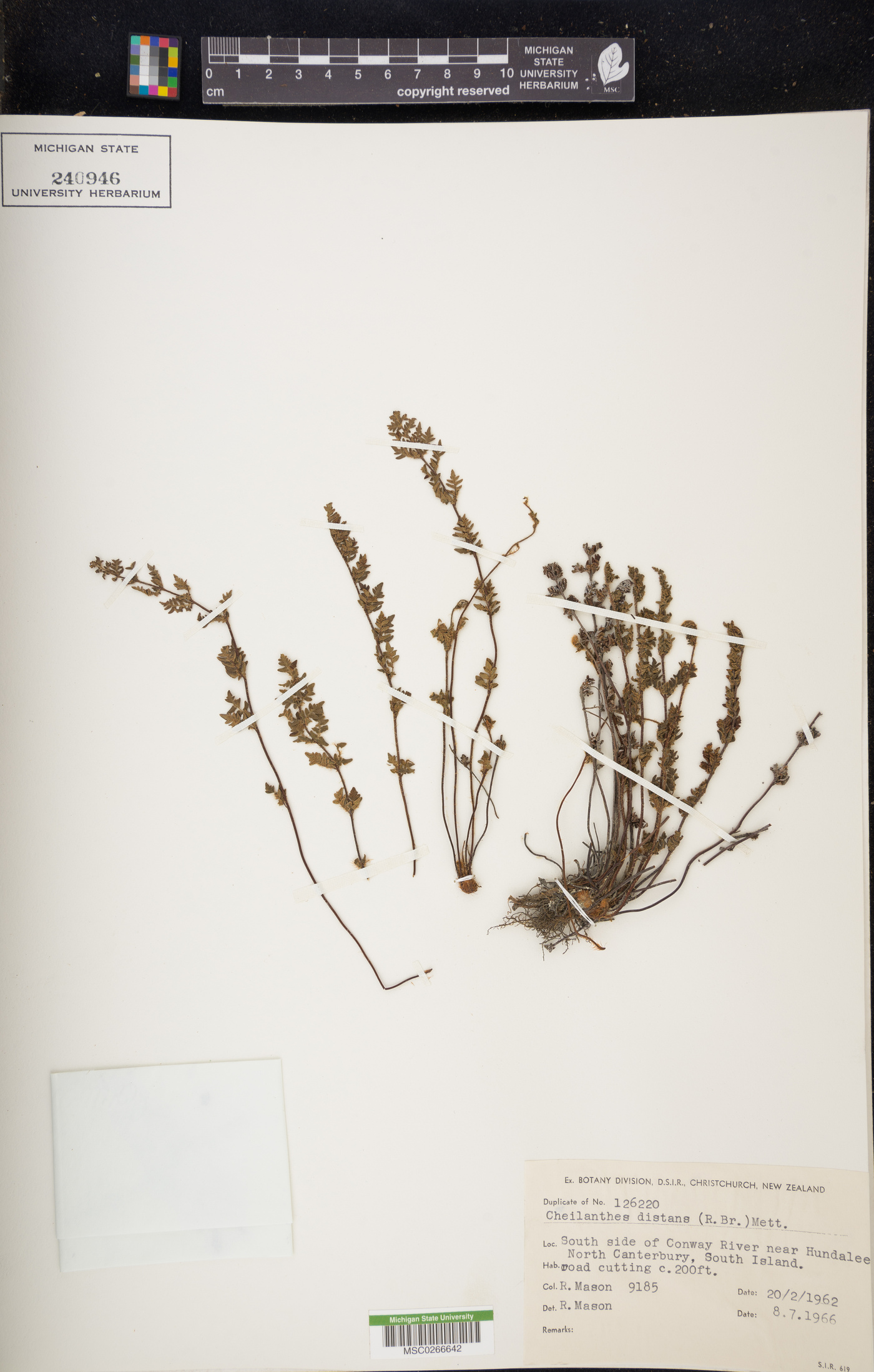 Cheilanthes distans image