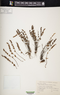 Cheilanthes distans image