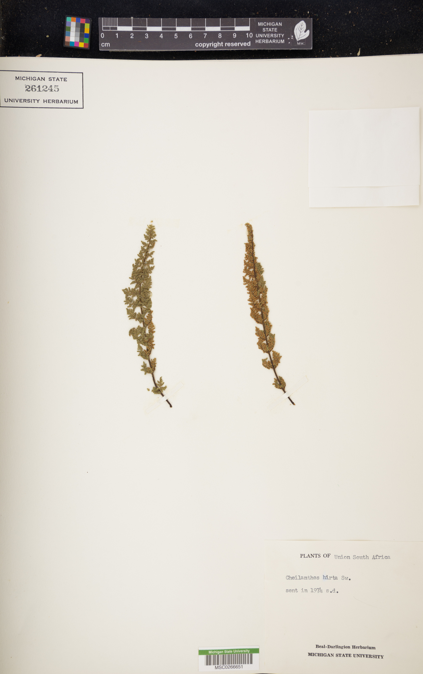 Cheilanthes hirta image