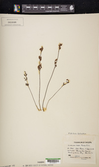 Cheilanthes tenuifolia image