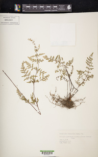 Cheilanthes tenuifolia image