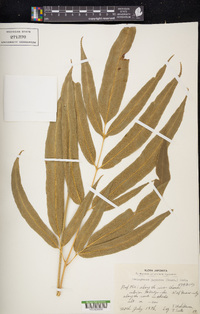 Coniogramme japonica image