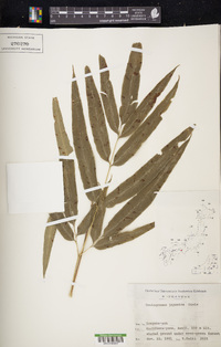 Coniogramme japonica image