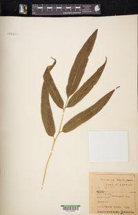 Coniogramme japonica image