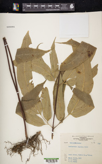 Coniogramme japonica image