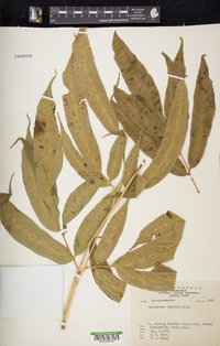 Coniogramme japonica image