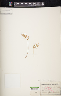 Cryptogramma stelleri image