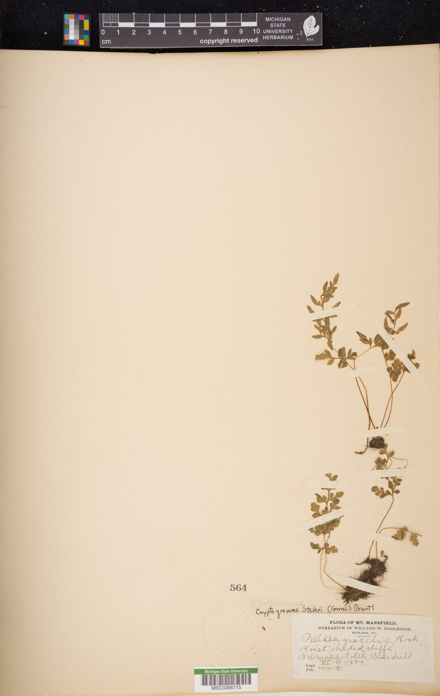 Cryptogramma stelleri image