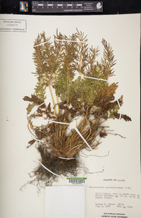 Cryptogramma acrostichoides image