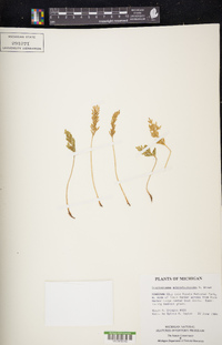 Cryptogramma acrostichoides image