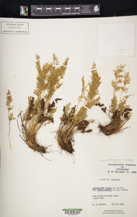 Cryptogramma acrostichoides image