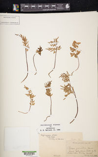 Cryptogramma stelleri image