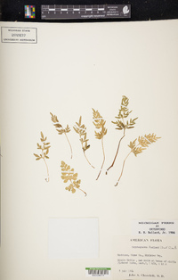 Cryptogramma stelleri image