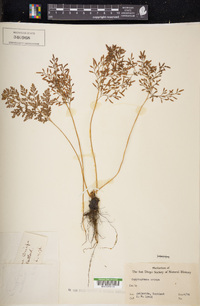 Cryptogramma crispa image