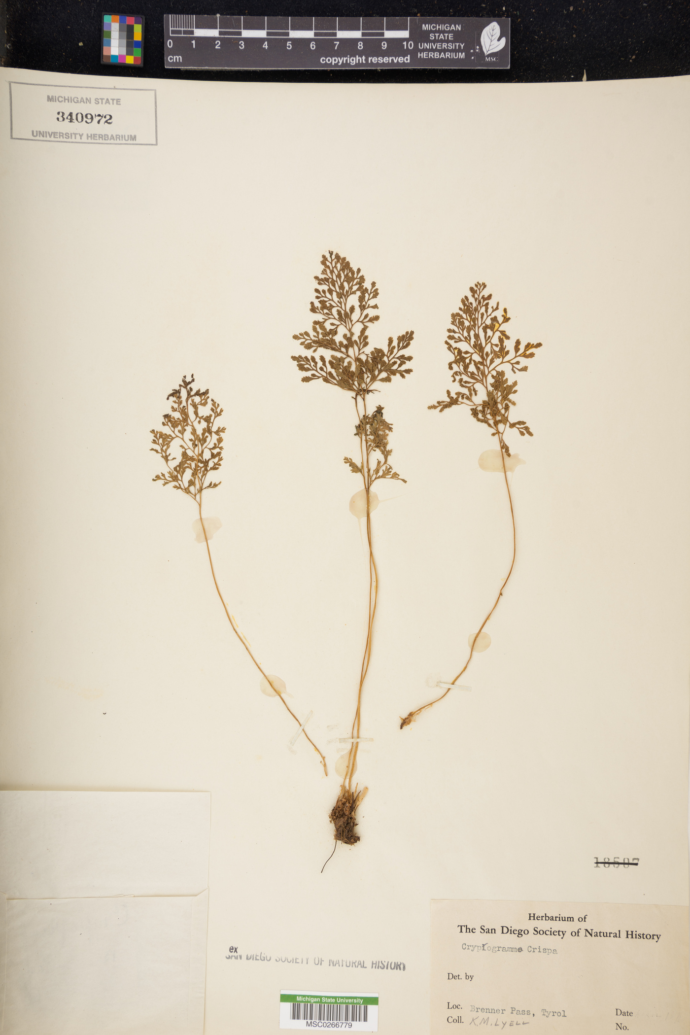 Cryptogramma crispa image