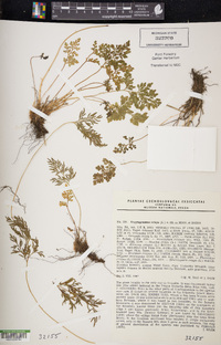 Cryptogramma crispa image