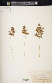 Cryptogramma crispa image