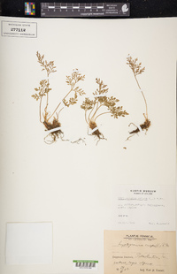 Cryptogramma crispa image