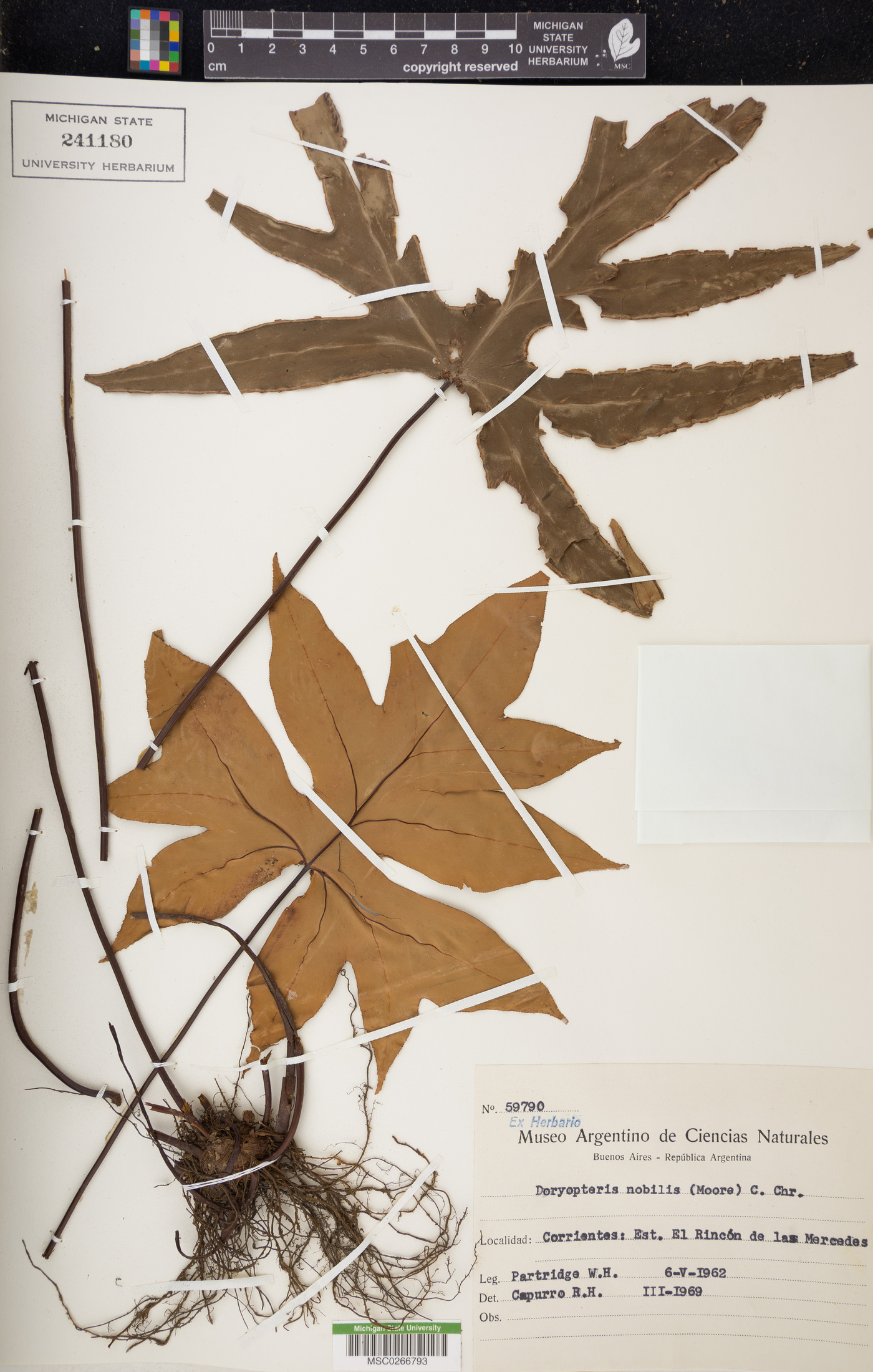 Doryopteris nobilis image