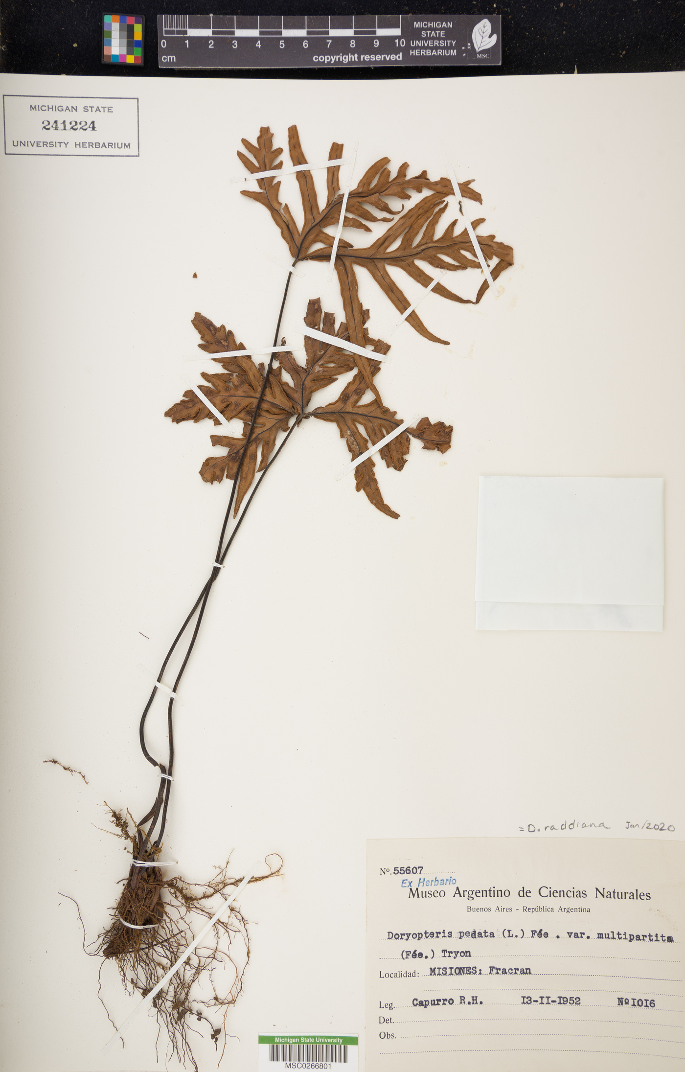 Doryopteris raddiana image
