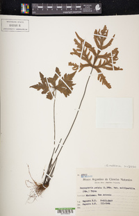 Doryopteris raddiana image