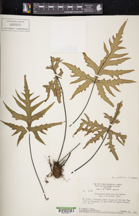 Doryopteris raddiana image