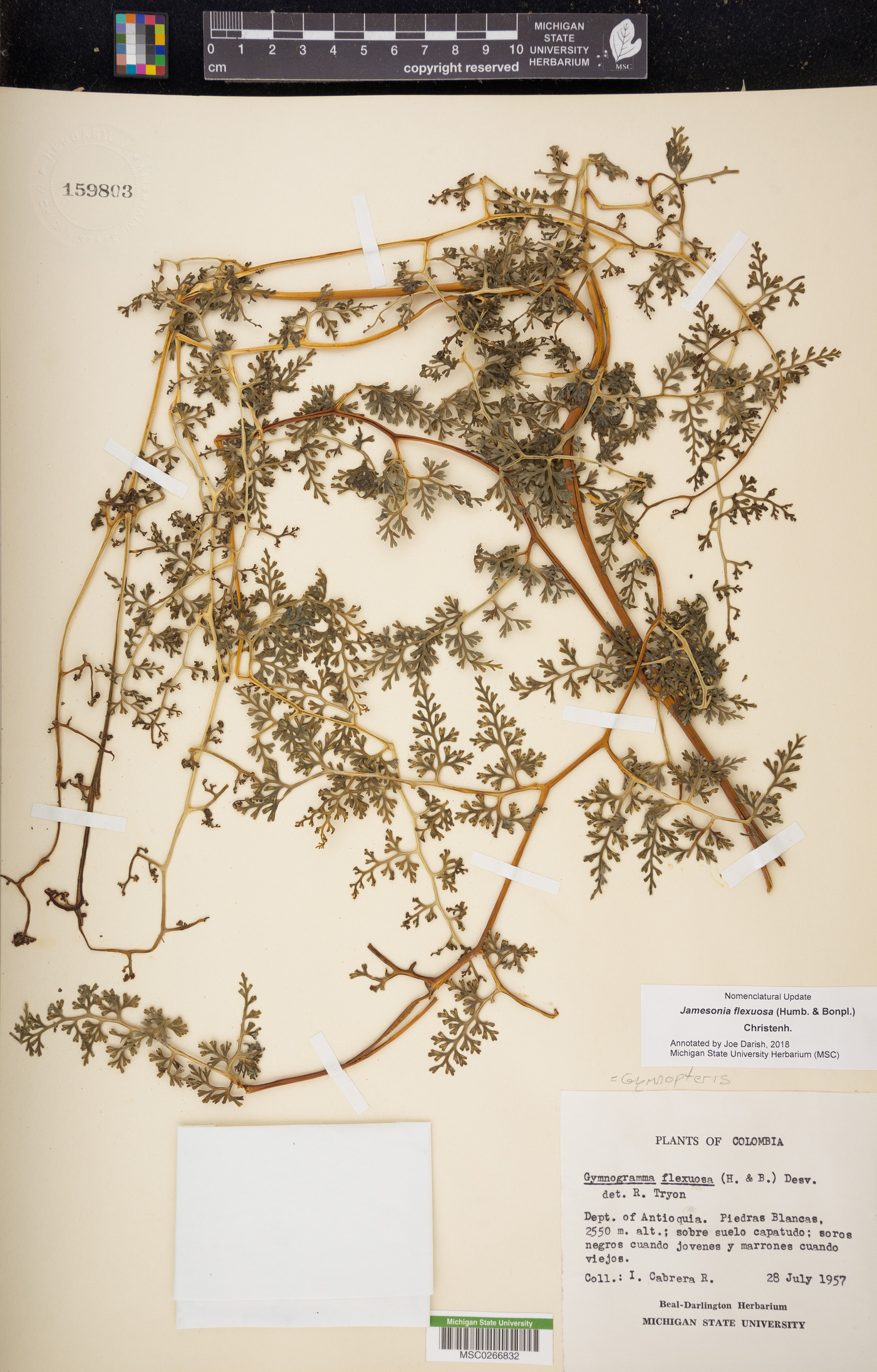 Jamesonia flexuosa image