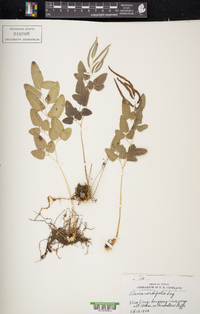 Llavea cordifolia image