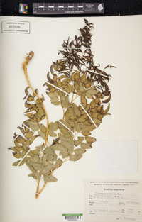 Llavea cordifolia image