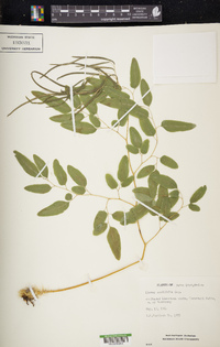 Llavea cordifolia image