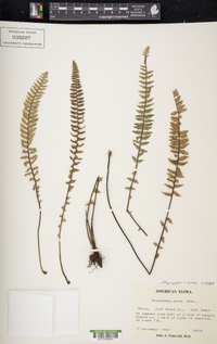 Myriopteris aurea image