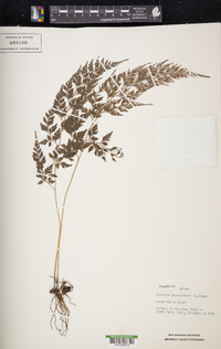 Onychium japonicum image