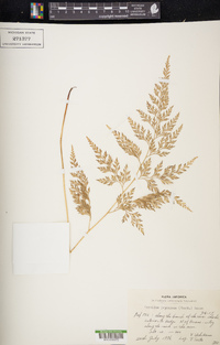 Onychium japonicum image