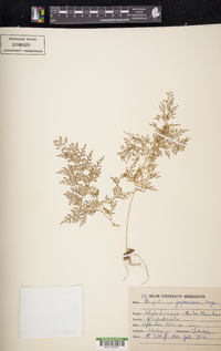 Onychium japonicum image