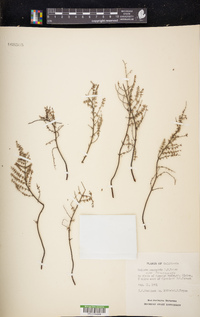 Pellaea mucronata subsp. mucronata image