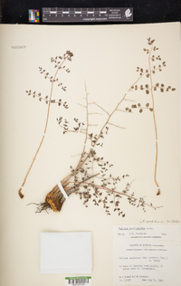 Pellaea cordifolia image