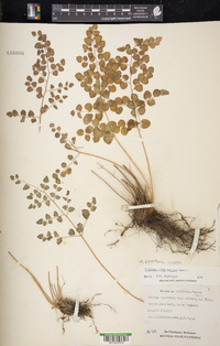 Pellaea cordifolia image