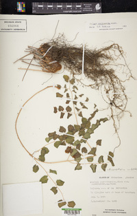 Pellaea cordifolia image