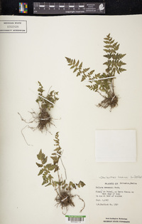 Cheilanthes lozanoi image