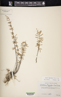 Pellaea ternifolia image