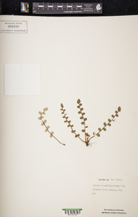 Pellaea rotundifolia image