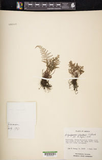 Pityrogramma calomelanos image